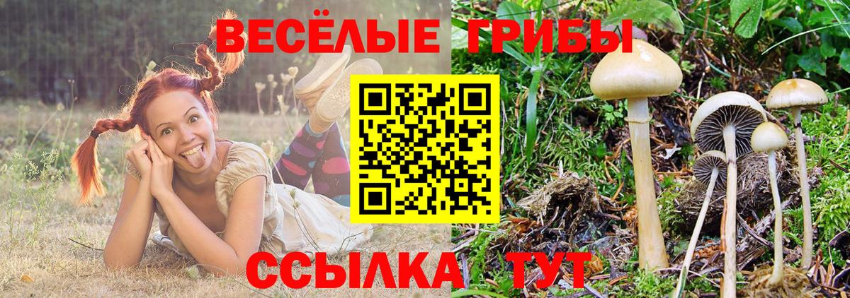 Галлюциногенные грибы GOLDEN TEACHER Брянск